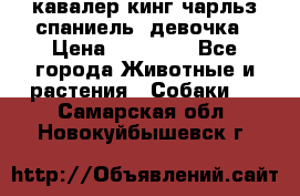  кавалер кинг чарльз спаниель -девочка › Цена ­ 45 000 - Все города Животные и растения » Собаки   . Самарская обл.,Новокуйбышевск г.